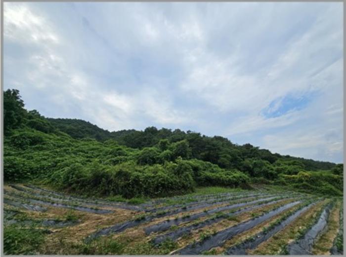 법원경매 2024타경387 사진7 | 의성군 옥산면 실업리 1020-1 임야 경매