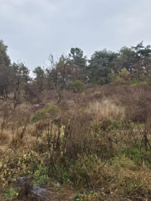 2025타경34419 법원경매 사진46 | 전남 화순군 임야 경매
