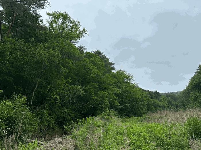 경북 영양군 청기면 토곡리 1008 전 사진 2