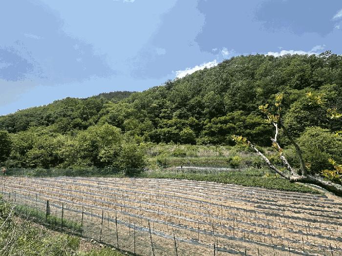 법원경매 2025타경10213 사진3 | 영덕군 달산면 흥기리 278-2 전 경매