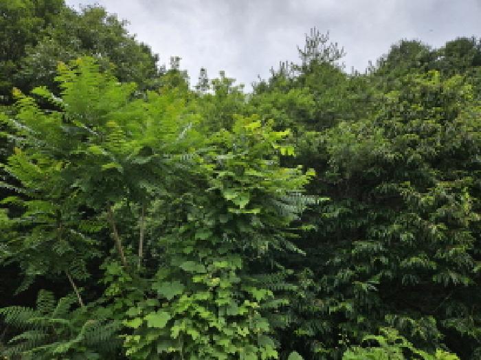 법원경매 2025타경1242 사진12 | 용인시 처인구 양지면 송문리 임야 경매