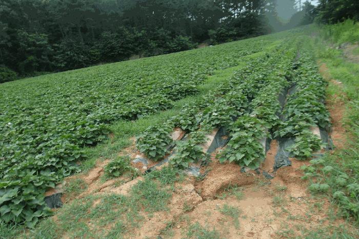 충남 논산시 상월면 석종리 54-1 전 사진 2