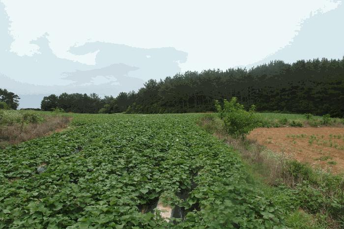 충남 논산시 상월면 석종리 54-1 전 사진 3