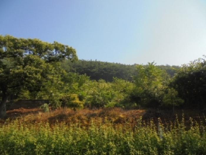 2025타경20397 법원경매 사진20 | 충남 부여군 임야 경매