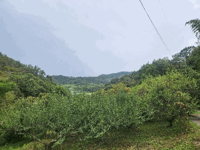 법원경매 2025타경601 사진7 | 광양시 옥곡면 대죽리 임야 경매