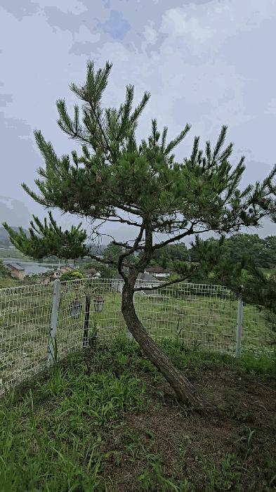 2025타경30598 법원경매 사진4 | 충북 음성군 단독주택 경매