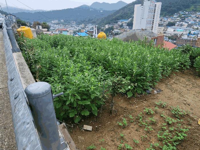 2025타경51856 법원경매 사진4 | 전남 여수시 주택건물 경매