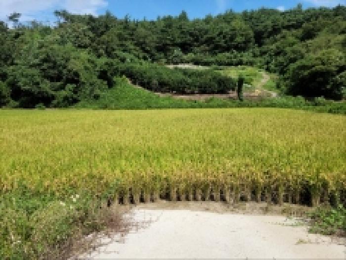 2025타경52019 법원경매 사진20 | 전남 고흥군 답 경매