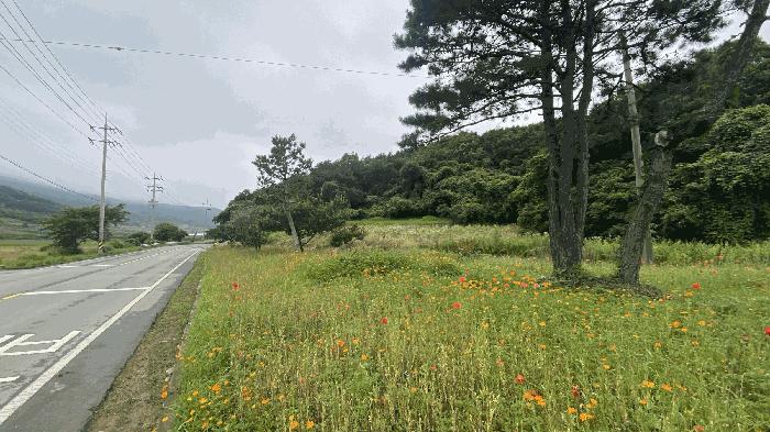 2025타경50445 법원경매 사진2 | 전남 진도군 임야 경매