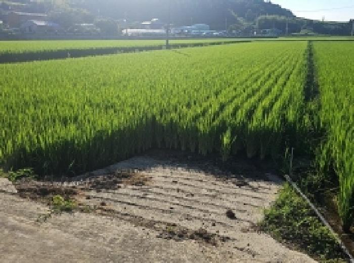 2025타경50578 법원경매 사진4 | 전남 해남군 답 경매