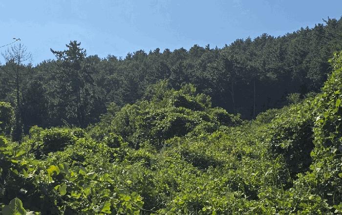 경남 남해군 창선면 대벽리 산57-8 임야 경매 물건 사진