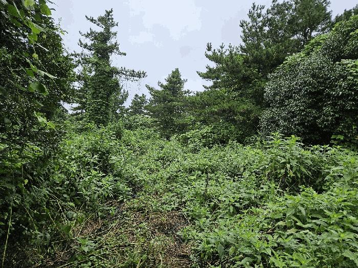 2025타경1696 법원경매 사진2 | 제주 서귀포시 임야 경매