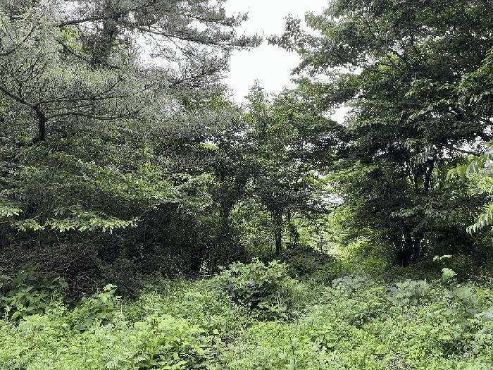 2025타경1258 법원경매 사진5 | 제주 제주시 임야 경매