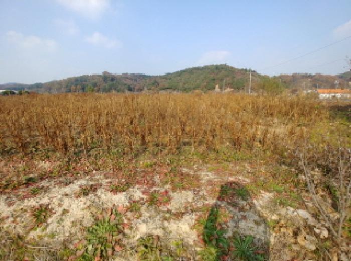 2025타경503725 법원경매 사진5 | 충남 금산군 답 경매