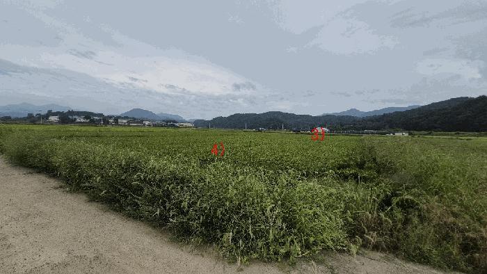 2025타경20868 법원경매 사진5 | 경남 함안군 답 경매