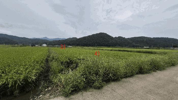 2025타경20868 법원경매 사진6 | 경남 함안군 답 경매