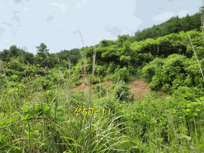 2025타경869 법원경매 사진7 | 경남 남해군 임야 경매