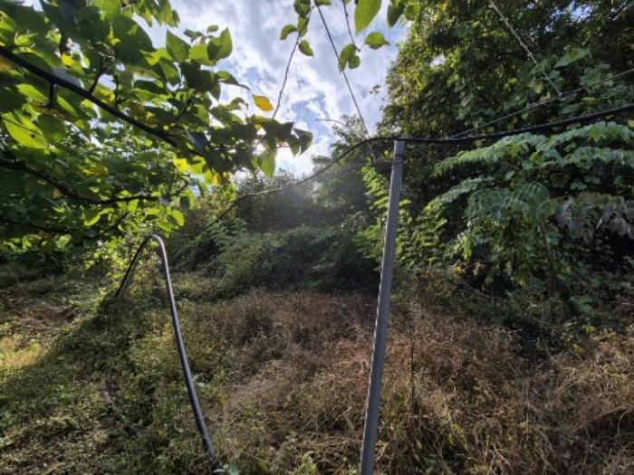 법원경매 2024타경40026 사진4 | 양평군 개군면 하자포리 임야 경매