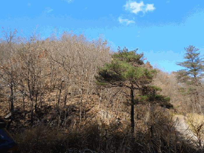 법원경매 2025타경296 사진3 | 고성군 현내면 명파리 374-2 임야 경매