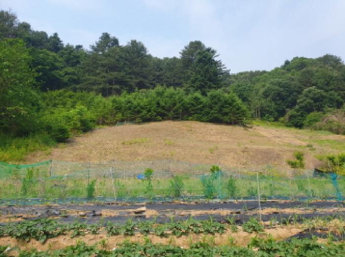 2025타경71698 법원경매 사진14 | 경기 가평군 임야 경매