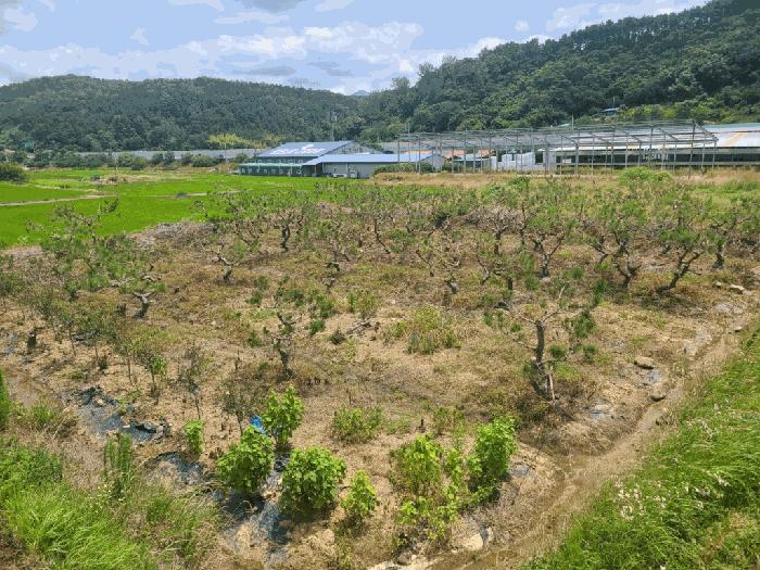 울산광역시 울주군 두서면 인보리 336-3 법원경매 물건 대표사진