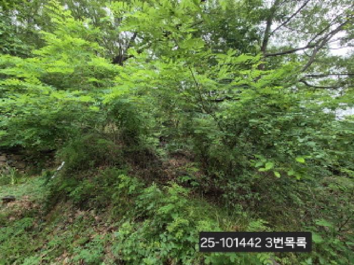 법원경매 2025타경101442 사진10 | 부산 강서구 동선동 177 대지 경매