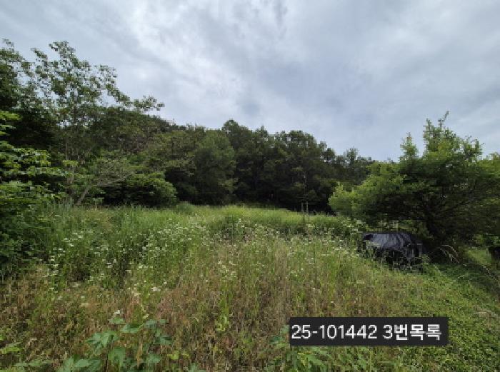 법원경매 2025타경101442 사진9 | 부산 강서구 동선동 임야 경매