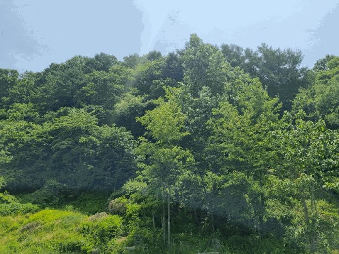 경기도 남양주시 화도읍 창현리 산22-30 법원경매 물건 대표사진