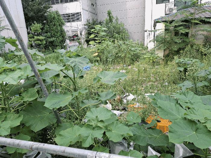 법원경매 2025타경12832 사진4 | 서울 성북구 하월곡동 90-223 대지 경매