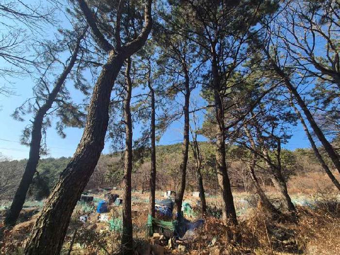 법원경매 2025타경102114 사진17 | 부산 북구 만덕동 임야 경매