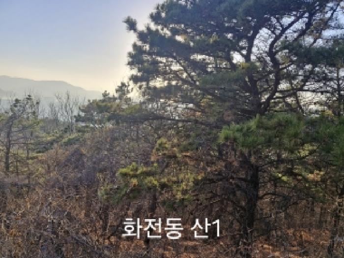법원경매 2025타경102329 사진2 | 부산 강서구 송정동 183 임야 경매