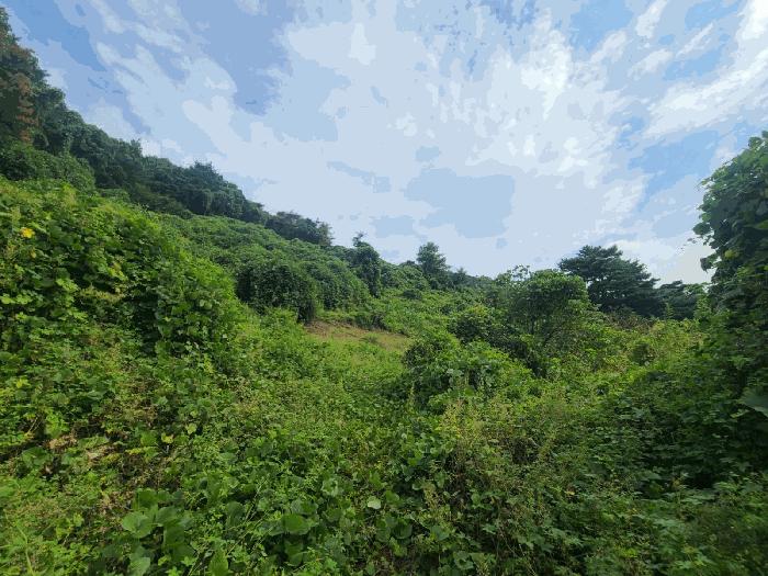 경상남도 함안군 칠북면 봉촌리 산259-1 법원경매 물건 대표사진