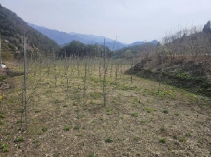 법원경매 2025타경92 사진14 | 단양군 단성면 가산리 250 답 경매