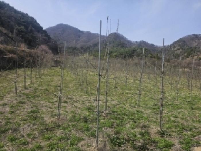 법원경매 2025타경92 사진20 | 단양군 단성면 가산리 250 답 경매