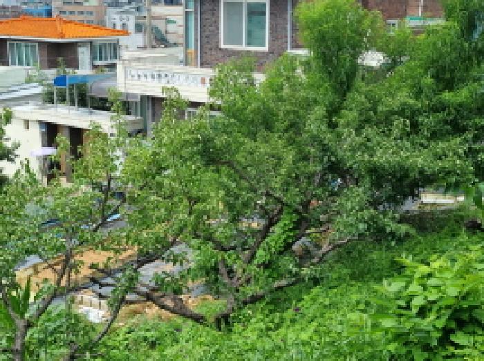 2025타경3708 법원경매 사진19 | 대전 동구 전 경매