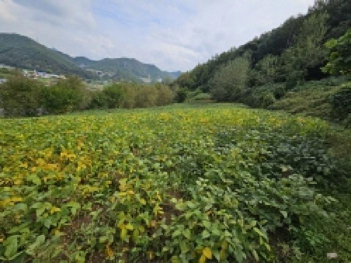 2025타경166 법원경매 사진13 | 충북 단양군 전 경매