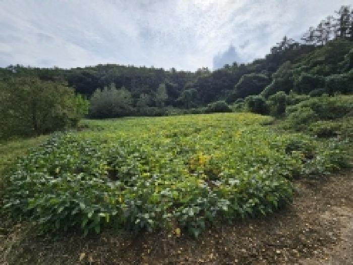 2025타경166 법원경매 사진14 | 충북 단양군 전 경매