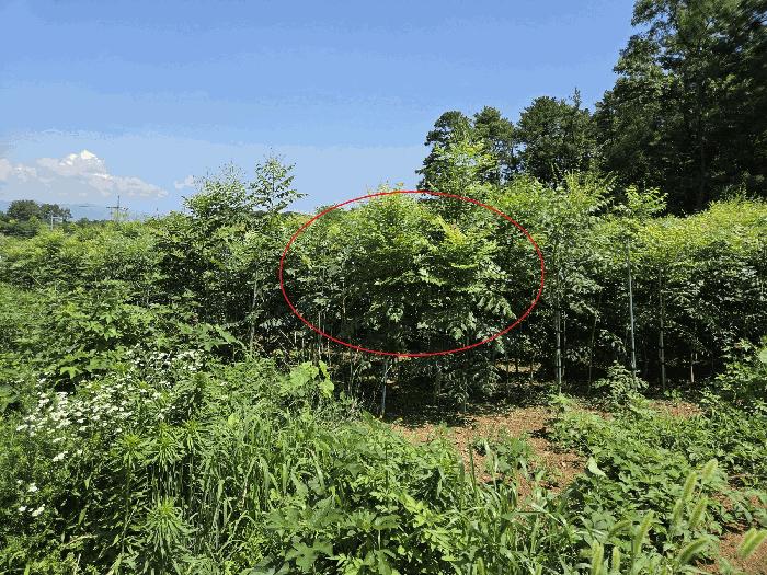 법원경매 2025타경908 사진7 | 경산시 자인면 원당리 430 대지,임야,전답 경매