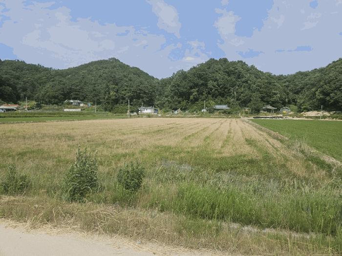 법원경매 2024타경2091 사진10 | 영주시 이산면 신암리 505-6 답 경매