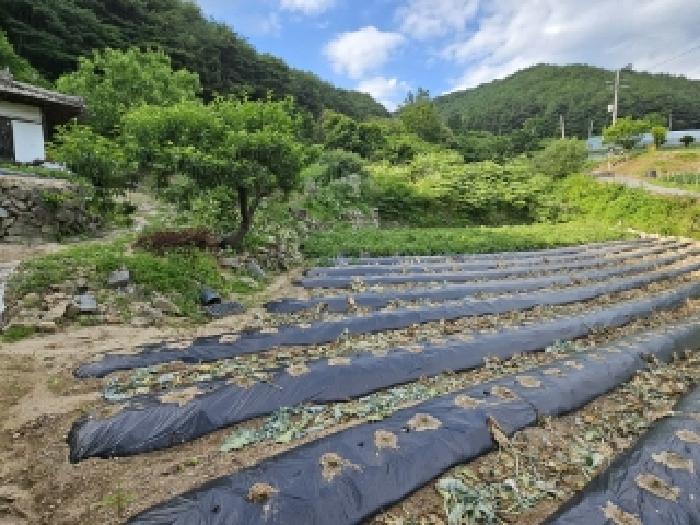 2025타경100391 법원경매 사진9 | 경북 봉화군 전답 경매