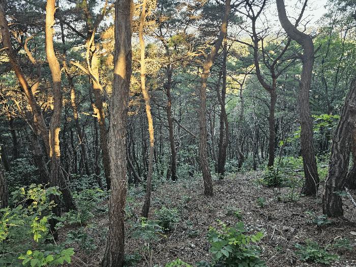 법원경매 2025타경3882 사진7 | 포항시 북구 흥해읍 대련리 임야 경매