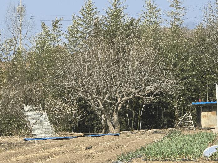 2025타경52424 법원경매 사진5 | 전남 보성군 주택건물 경매