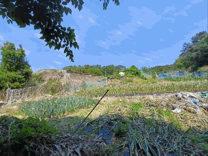 법원경매 2025타경564 사진3 | 부산 기장군 기장읍 대변리 162 답 경매
