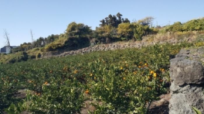2025타경1906 법원경매 사진9 | 제주 서귀포시 전답 경매