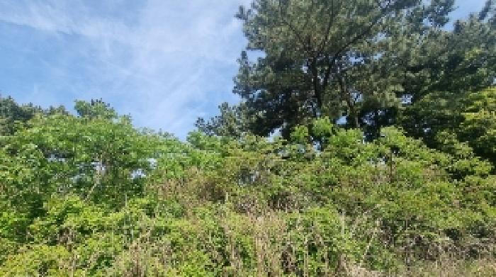 2025타경7704 법원경매 사진8 | 제주 제주시 임야 경매