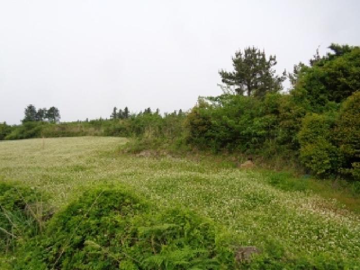 2025타경8096 법원경매 사진5 | 제주 서귀포시 임야 경매