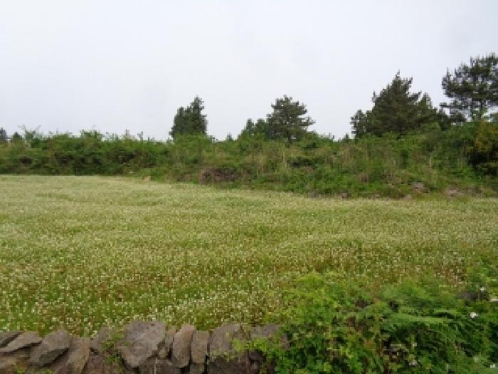 2025타경8096 법원경매 사진6 | 제주 서귀포시 임야 경매
