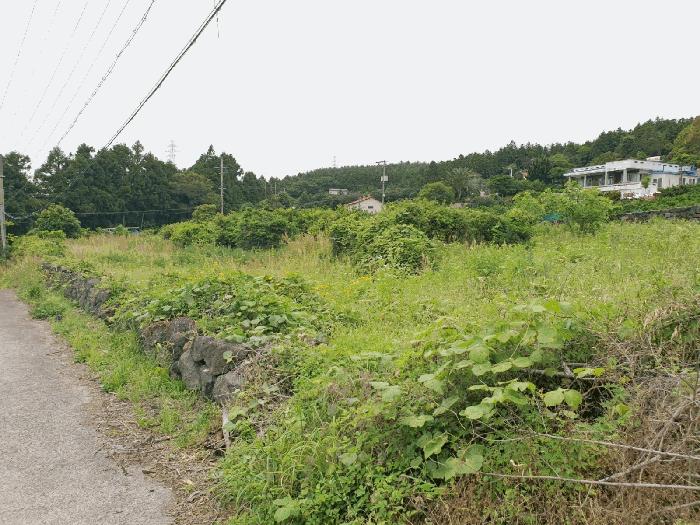 2025타경8182 법원경매 사진3 | 제주 서귀포시 과수원 경매