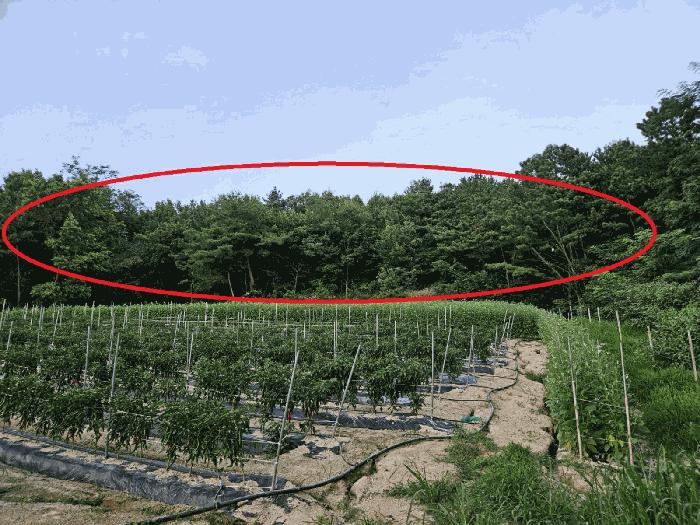 법원경매 2024타경3874 사진7 | 여주시 세종대왕면 왕대리 947-13 답 경매