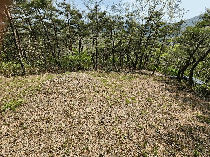 법원경매 2025타경247 사진3 | 청송군 부남면 감연리 임야 경매